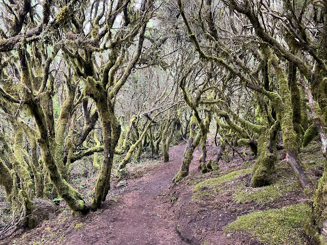 Ruta de Senderismo - Cómo es el Sendero de La Llanía, El Hierro