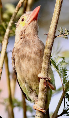 Brown-headed Barbet