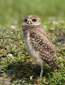 Baby Burrowing Owl - Brian Piccolo Sports Park, Florida