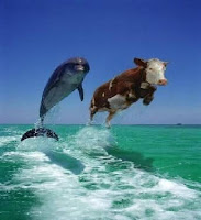 A picture of a dolphin diving upwards from the sea, towards the viewer's right shoulder, as it were. The sun is bright and the sea is calm and very blue. Next to it is a leaping cow, with a cream face and russet coat. We have no explanation for this.