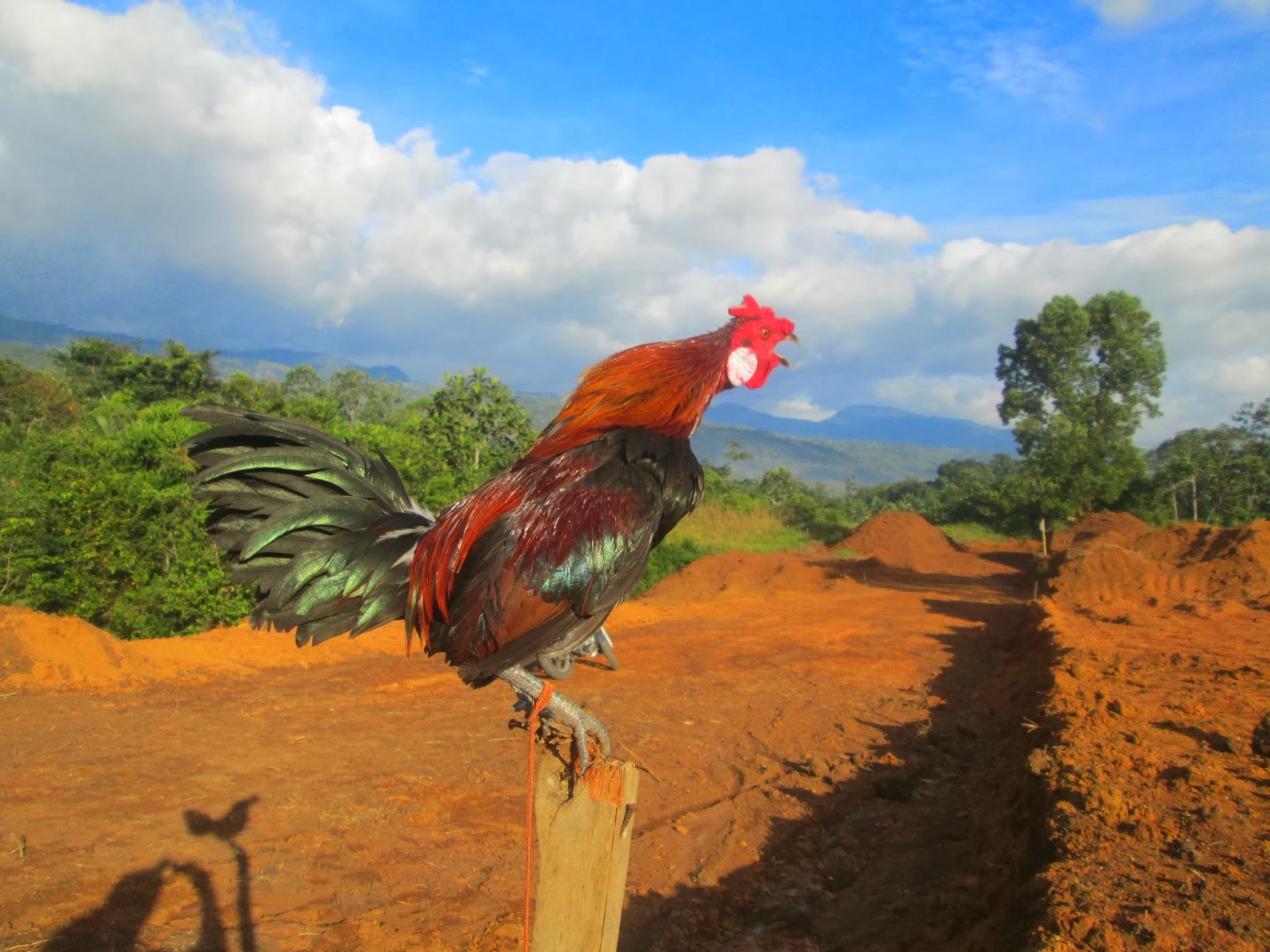 Pemikat Ayam  Hutan Sumatera Januari 2014