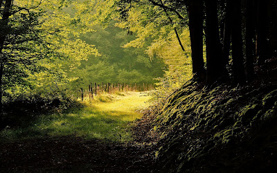 10 fotografías del bosque (lugares para respirar aire puro)