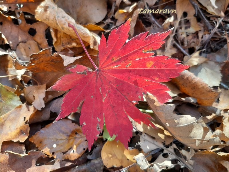 Клён ложнозибольдов (Acer pseudosieboldianum)