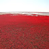 Mengagumkan, Pantai di China Tertutup Karpet Merah Menyala Super Luas