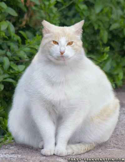 Fat Cats Awesome Photographs | Funny And Cute Animals