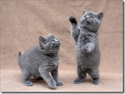 10 -Fotos de gato buscoimagenes (22)