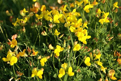 Gewone Rolklaver - Tôchklaver - Lotus corniculatus