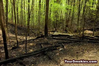 Clear fire damage is visible on both sides of the Laurel Falls Hiking Trail