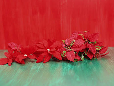 poinsettia wallpaper for desktops