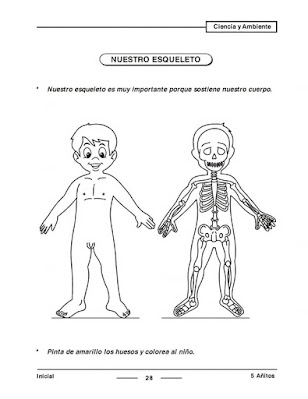 El esqueleto para Inicial Preescolar
