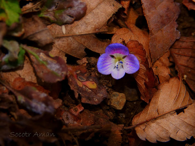 Veronica persica