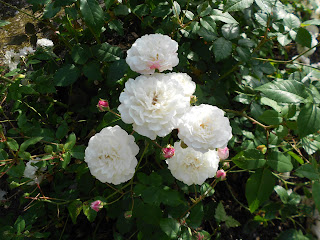 A close up photo of a bunch of white roses with pink buds and dark green leaves in a garden