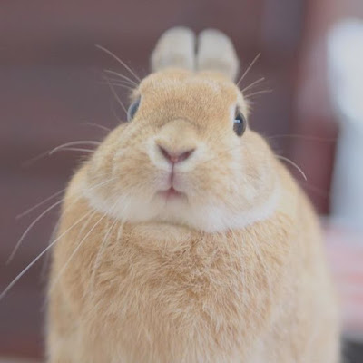 Simpática foto de conejo beige 