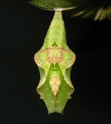 Common Castor Butterfly Pupa-Chrysalis Picture