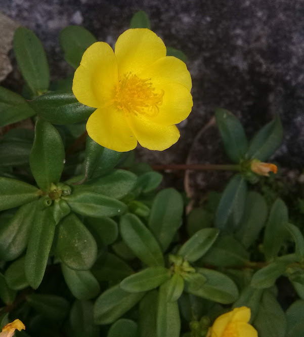  o fato é que, contrariando a literatura botânica, que descreve a Portulaca umbraticola como uma planta de 4 ou 5 pétalas, essas minhas onze-horas tem produzido uma pétala a mais, totalizando 6 pétalas. 