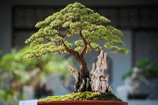 Bonsai Tree Types