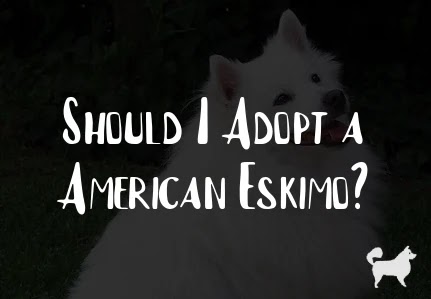 Should I Adopt a American Eskimo?