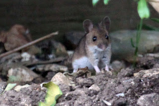 Wood Mouse