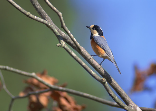 Beautiful birds of the world