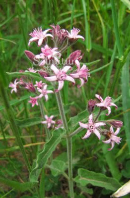 Oxypetalum solanoides  Plumerillo negro