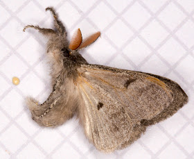 Pale Tussock, Calliteara pudibunda forma concolor, playing dead after being moved onto the measuring paper.  West Wickham Common light trap set on 7 May 2014.