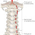 Chiropractic care – The “Adjustment”