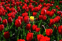 TÍTULO: TULIPANES ROJOS