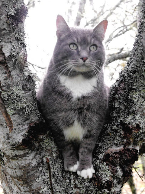 Gray cat with white bib in tree