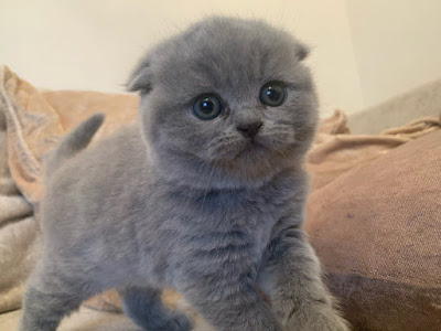 Cats and kittens for sale,kittens in kuwat,kittens for sale in kuwait,cats in kuwait,breeders in kuwait,3  kittens for sale in kuwaitkittens for sale in kuwait,Cats for Sale in Kuwait,