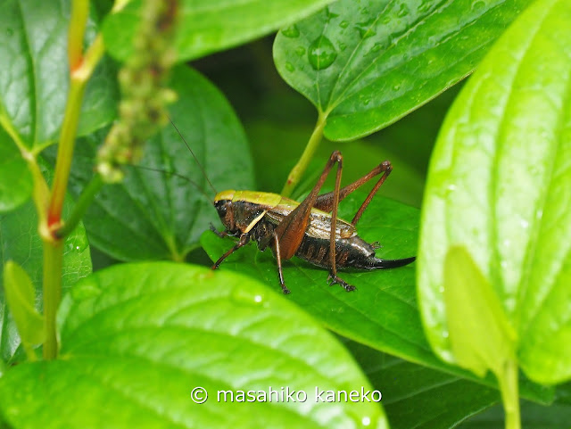 ヒメギス ♀