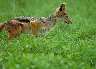 Jackal in Greenery