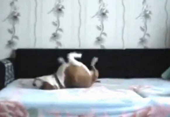 Cão faz a festa em cima da cama sem saber que estava a ser filmado