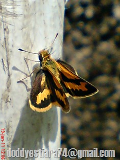 Kupu-Kupu Skipper kunign kecil Taractrocera archias