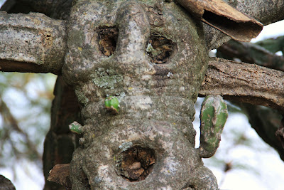 Cactus tree, Himachal Pradesh, Nahan