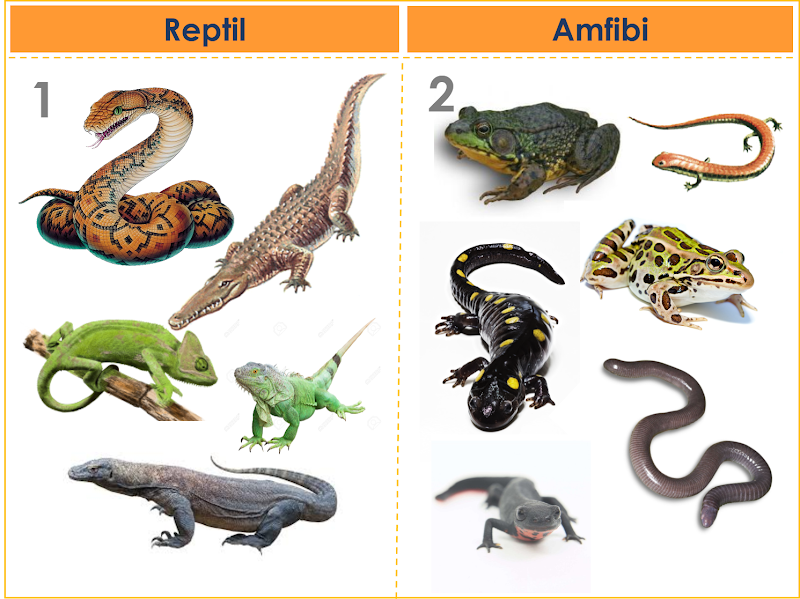 31+ Terkeren Contoh Hewan Mamalia Reptil Amfibi