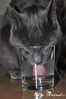 15 cats drinking from water glasses, funny cats, cat pictures, cute cat pictures