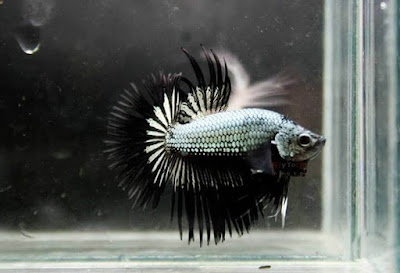 Copper Dragon Crowntail