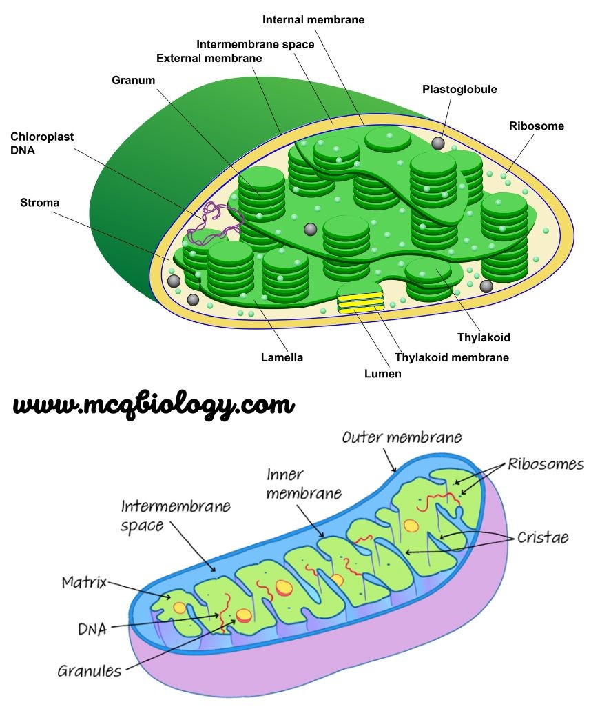 MCQ on Mitochondria and Chloroplast || Cell Biology MCQ