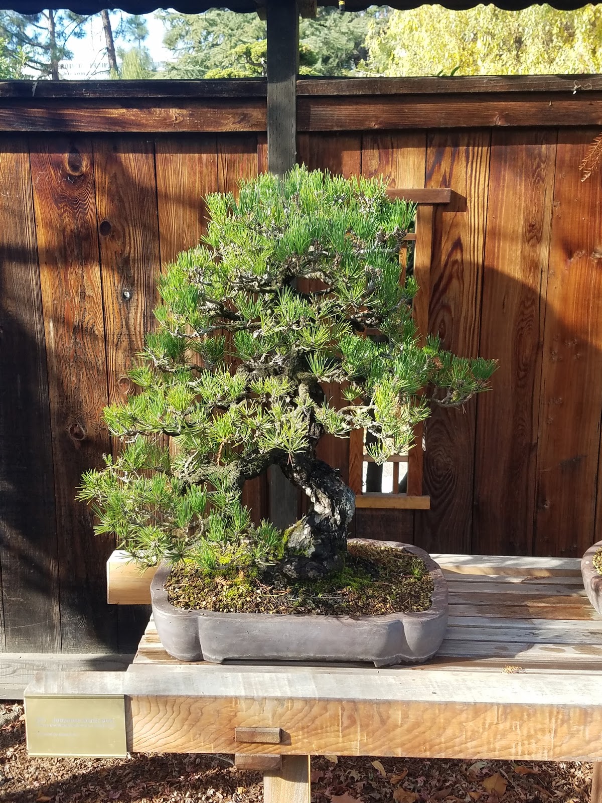 Bonsai Tree