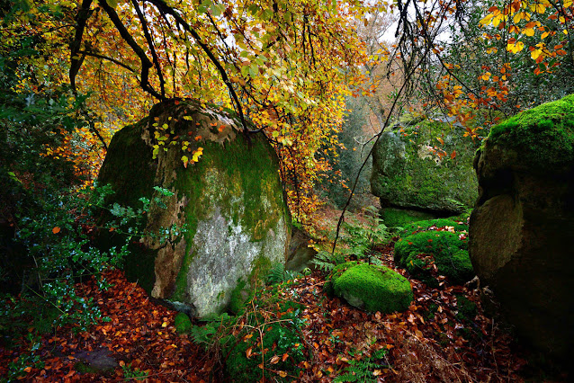 La Gorge aux Loups, forêt de Fontainebleau.