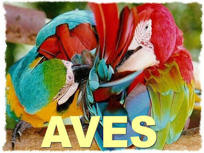 Filo cordados: Aves