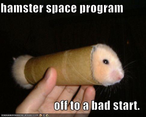 funny cat pics Funny Cats, Pig, Dog and Hamster