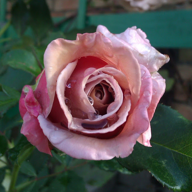 Koko Loko роза