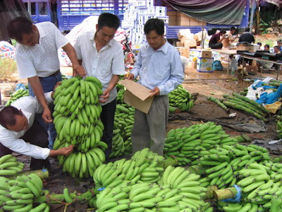 Banana harvest