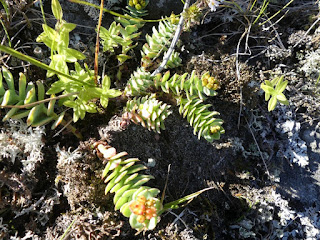 Orpin rose - Rhodiola rosea