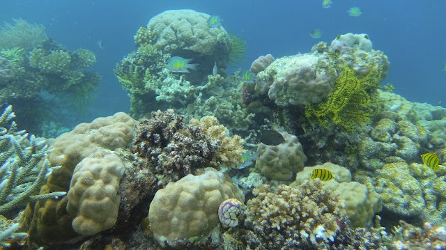 terumbu karang di Pulau Purup