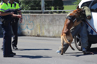 Los perros de la Policía Municipal muestran sus habilidades en Retuerto en una sofocante jornada