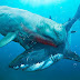Did you Know? 6 Most Dangerous Megalodon Enemies Ever Existed