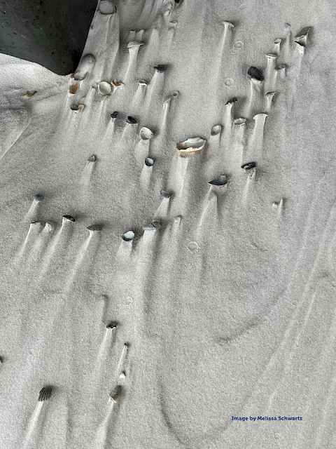 Alabama coast shells with interesting sand tails created as the tide went out.