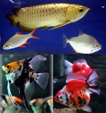  Ikan Hiasan  Malaysia PENGENALAN 